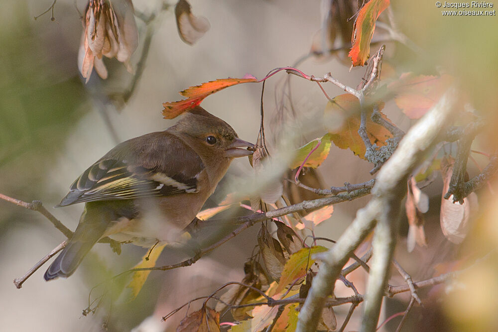 Common Chaffinch