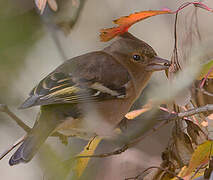 Common Chaffinch