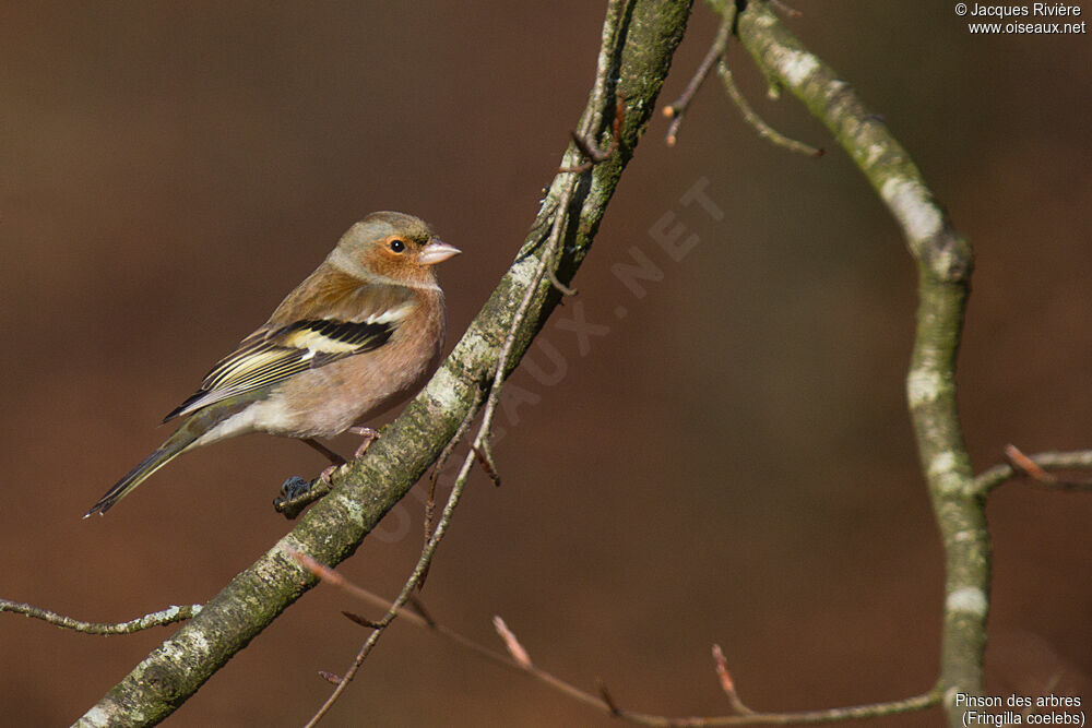 Eurasian Chaffinch male adult post breeding, close-up portrait