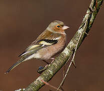 Eurasian Chaffinch