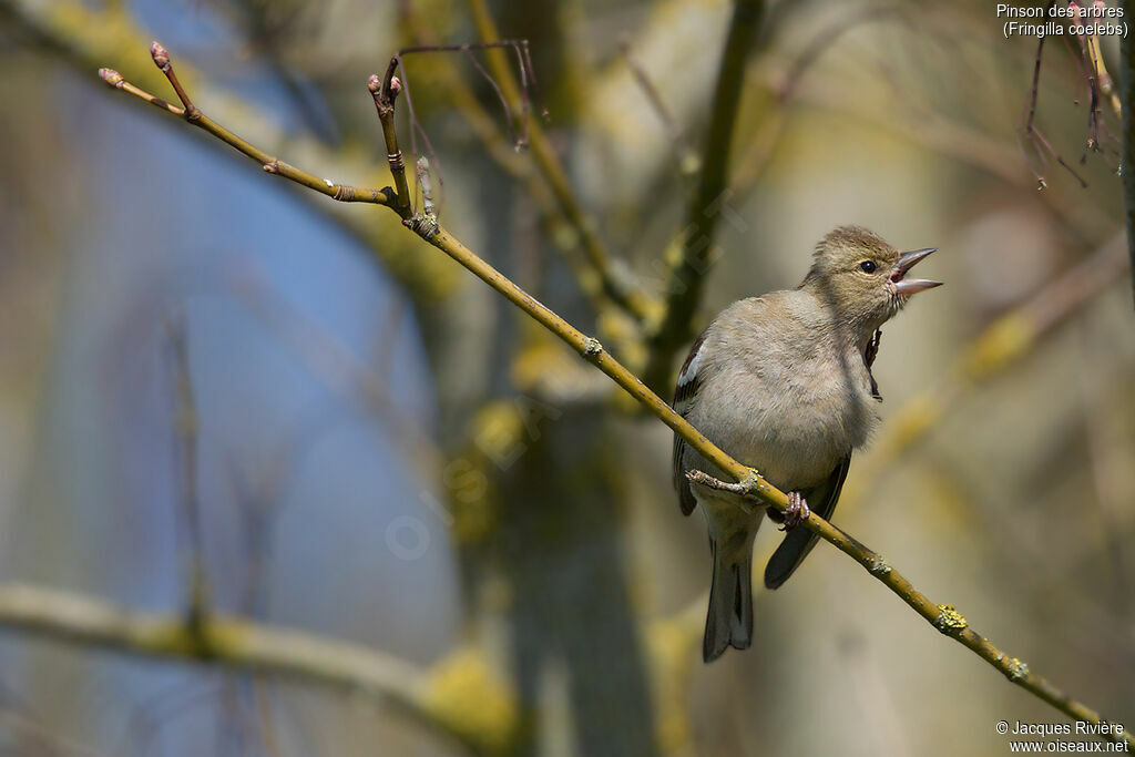 Common Chaffinch female adult breeding, identification, care