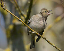 Eurasian Chaffinch