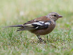 Common Chaffinch