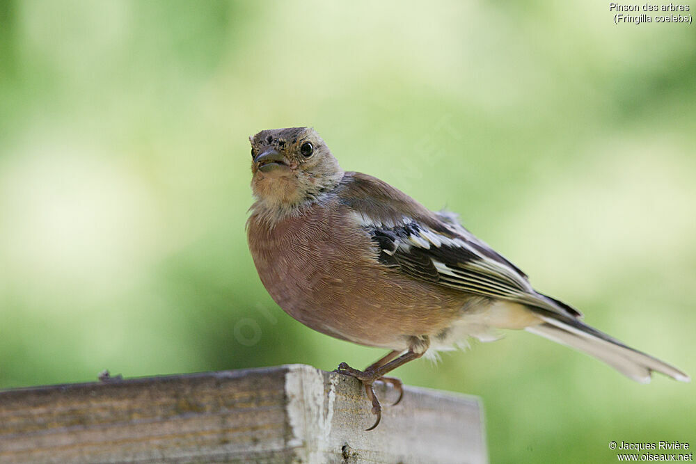 Pinson des arbres mâle immature, identification, mue