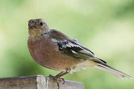 Common Chaffinch