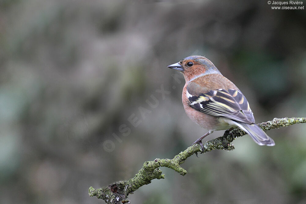 Eurasian Chaffinch male adult post breeding