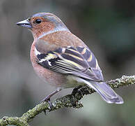 Eurasian Chaffinch