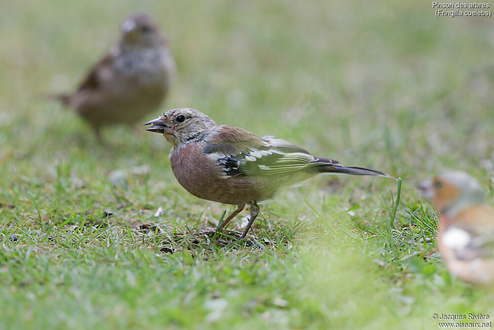 Pinson des arbres mâle immature, identification, mue