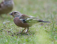 Common Chaffinch