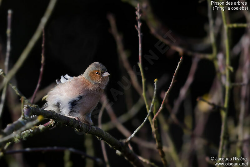 Eurasian Chaffinch male adult transition, identification