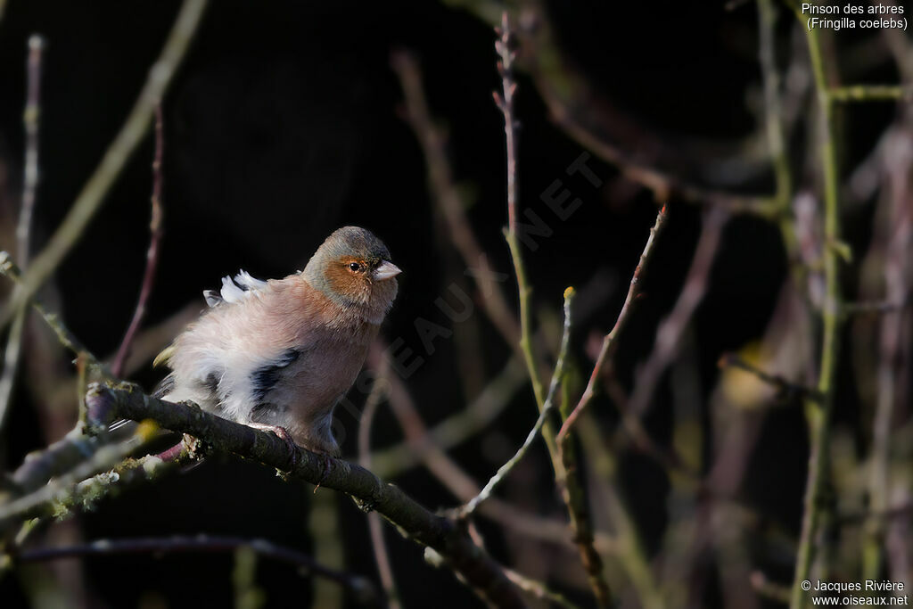 Eurasian Chaffinch male adult transition, identification