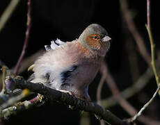 Eurasian Chaffinch