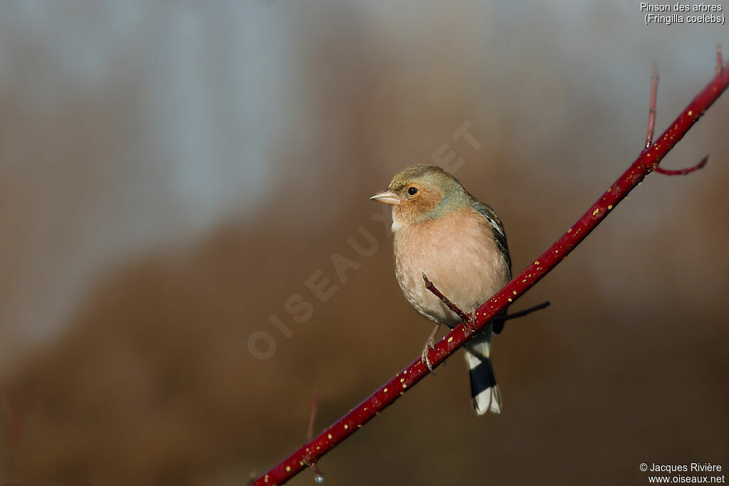 Eurasian Chaffinch male adult post breeding, identification