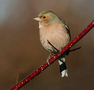 Eurasian Chaffinch