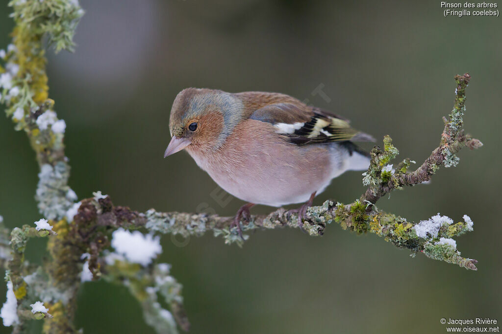 Eurasian Chaffinch male adult transition, identification