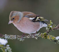 Common Chaffinch