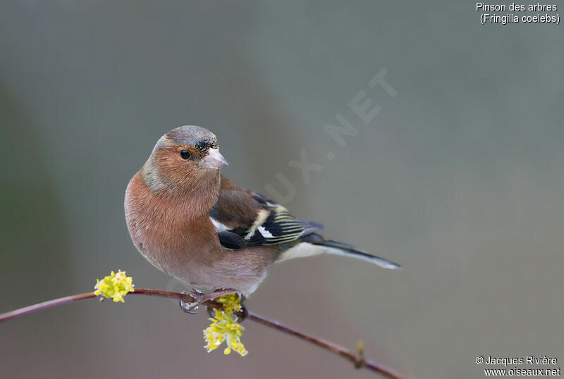 Common Chaffinch male adult transition, identification