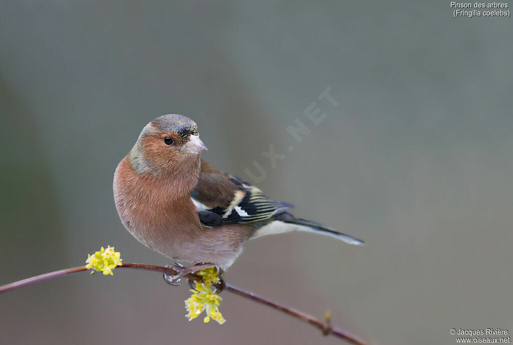 Eurasian Chaffinch male adult transition, identification