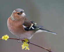 Common Chaffinch