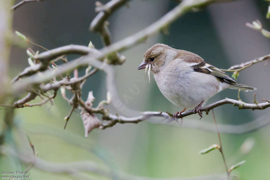 Eurasian Chaffinch female adult breeding, eats, Reproduction-nesting