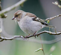 Eurasian Chaffinch