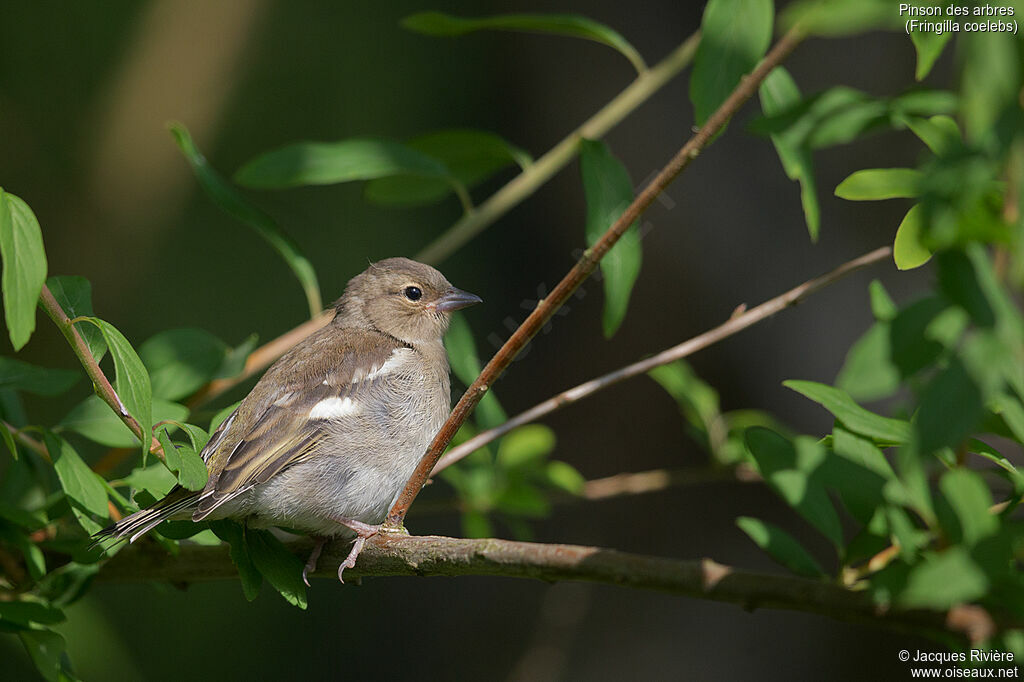 Pinson des arbresimmature, identification