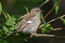 Eurasian Chaffinch