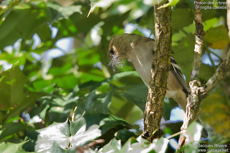 Common Chaffinch female adult, identification, Reproduction-nesting