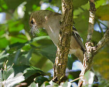 Eurasian Chaffinch