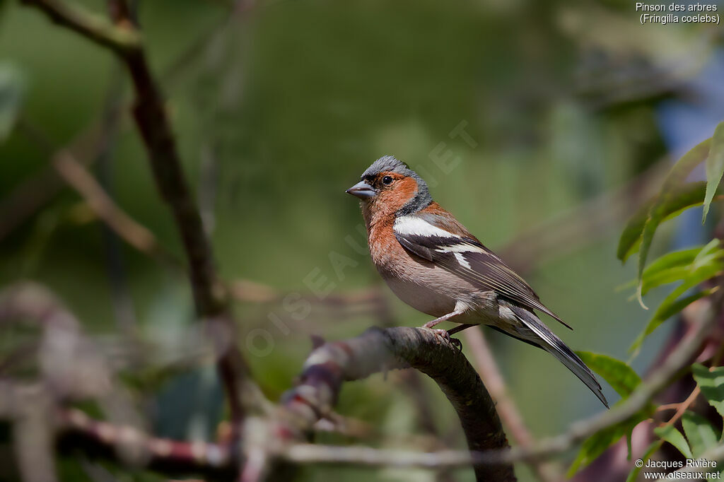 Eurasian Chaffinch male adult breeding, identification