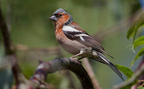 Common Chaffinch