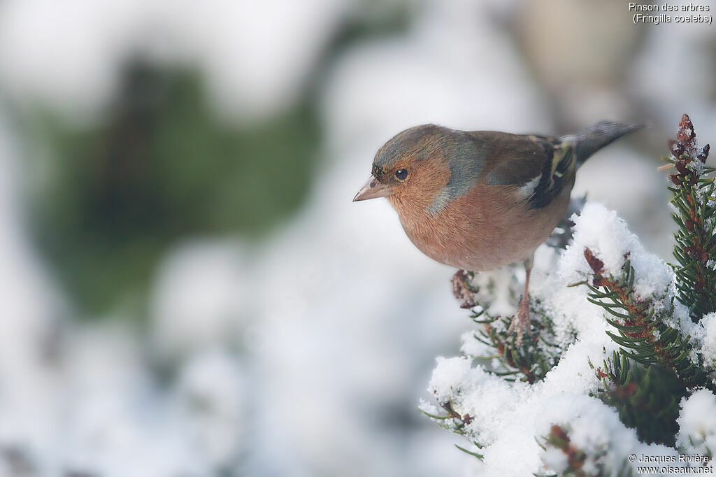 Eurasian Chaffinch male adult post breeding, identification