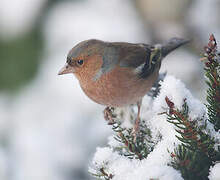 Common Chaffinch