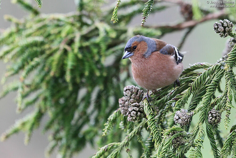 Common Chaffinch male adult breeding