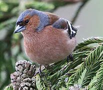 Eurasian Chaffinch