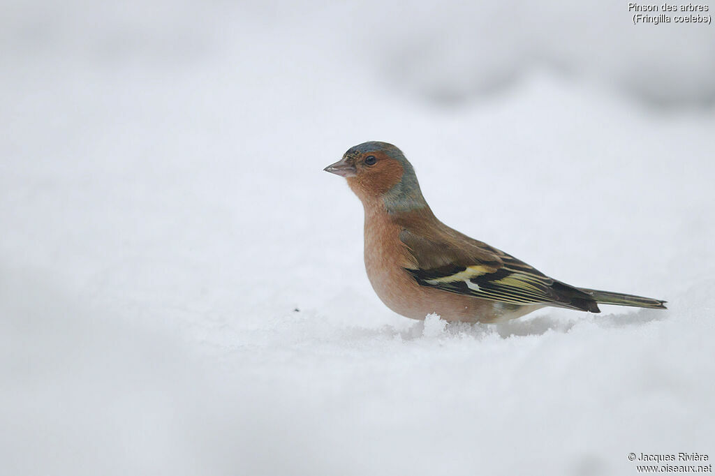 Common Chaffinch male adult post breeding, identification