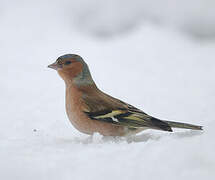 Eurasian Chaffinch