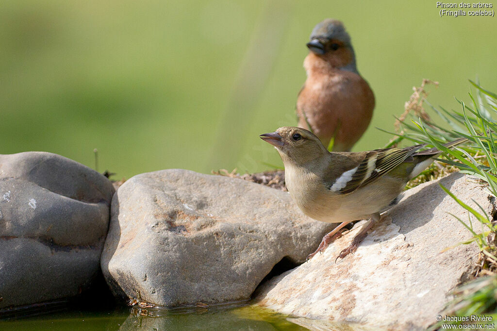 Common Chaffinchadult breeding, drinks