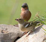 Common Chaffinch