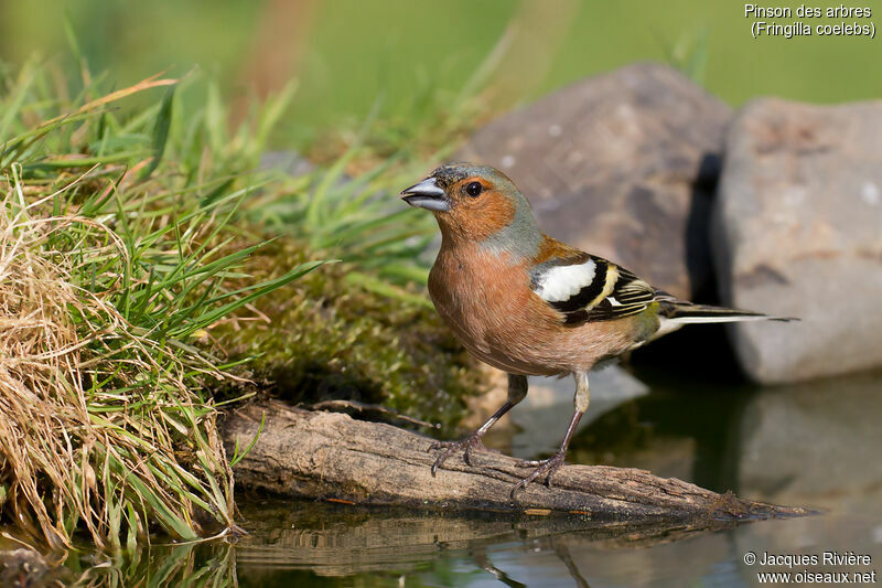 Common Chaffinch male adult breeding, identification, drinks