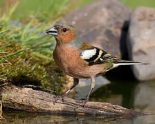 Eurasian Chaffinch