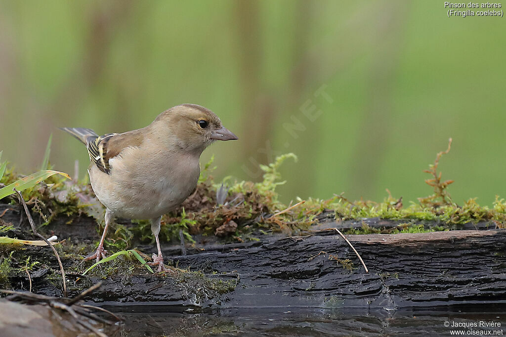 Eurasian Chaffinch female adult, identification