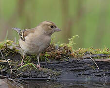 Common Chaffinch