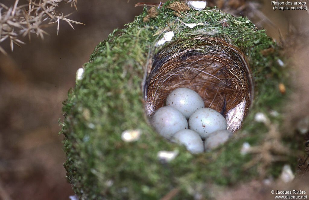 Eurasian Chaffinch, Reproduction-nesting