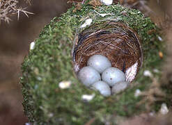 Eurasian Chaffinch