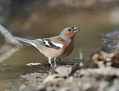 Common Chaffinch