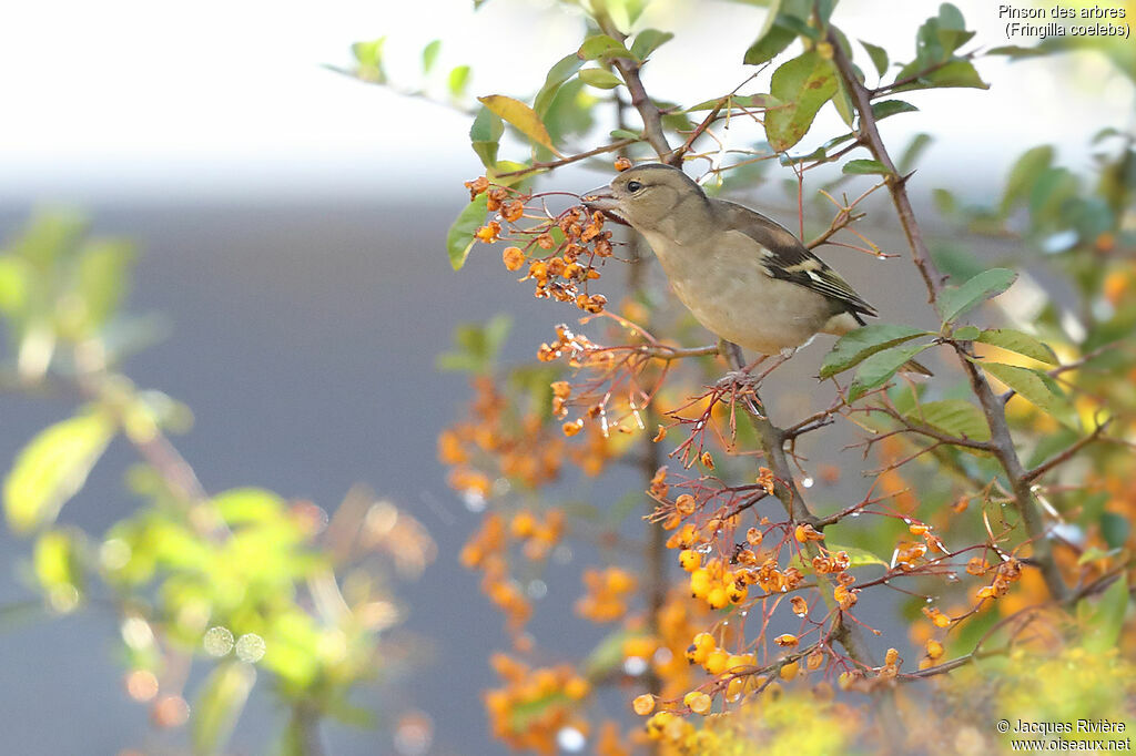 Pinson des arbres femelle, identification, mange