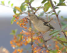 Common Chaffinch