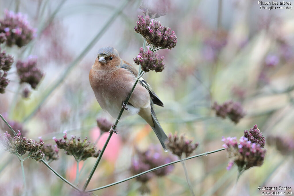 Eurasian Chaffinch male adult post breeding, identification