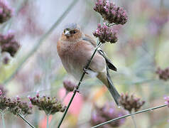 Common Chaffinch